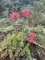 Epidendrum