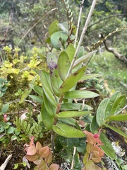 Epidendrum