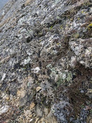 Seseli gummiferum