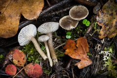 Spodocybe trulliformis