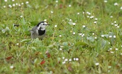 Motacilla alba alba