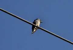 Artamus fuscus
