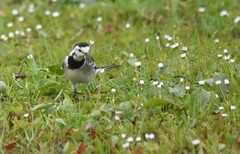 Motacilla alba alba