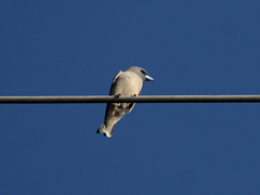 Artamus fuscus