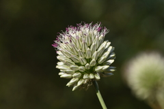 Allium sphaerocephalon arvense