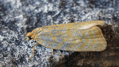 Clepsis rogana
