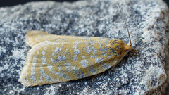 Clepsis rogana