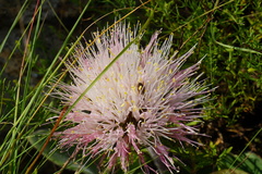 Haemanthus humilis hirsutus
