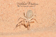 Solifugae