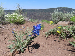 Penstemon speciosus