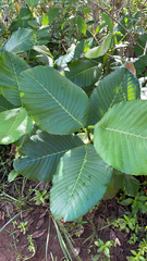 Dillenia suffruticosa