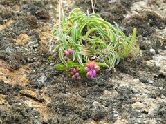 Anthyllis vulneraria