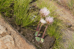 Haemanthus humilis hirsutus