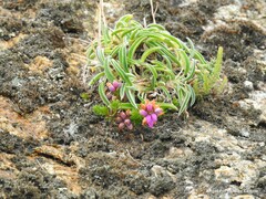 Anthyllis vulneraria