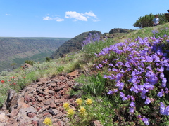 Penstemon davidsonii praeteritus