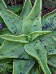 Pinguicula lutea