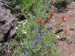 Castilleja applegatei pinetorum
