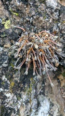 Euphorbia petrophila