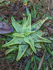 Pinguicula lutea