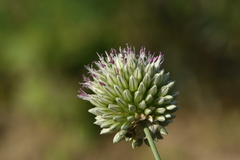 Allium sphaerocephalon arvense