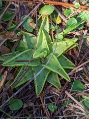Pinguicula lutea
