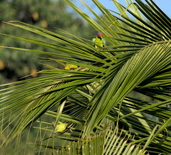 Psittacula cyanocephala