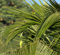 Psittacula cyanocephala