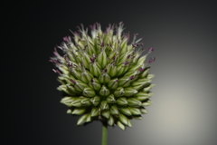 Allium sphaerocephalon arvense