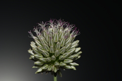 Allium sphaerocephalon arvense