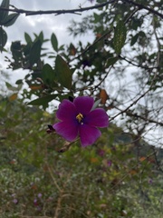 Andesanthus