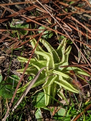 Pinguicula caerulea