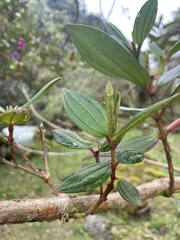 Andesanthus