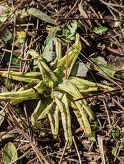 Pinguicula caerulea