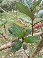 Andesanthus