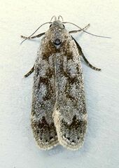 Anacampsis