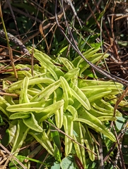 Pinguicula caerulea
