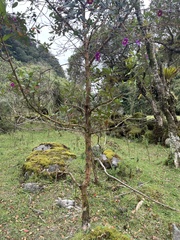 Andesanthus