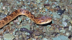 Leptodeira rhombifera