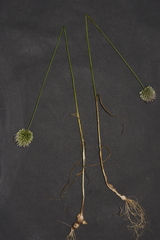 Allium sphaerocephalon arvense