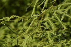 Gleichenella pectinata