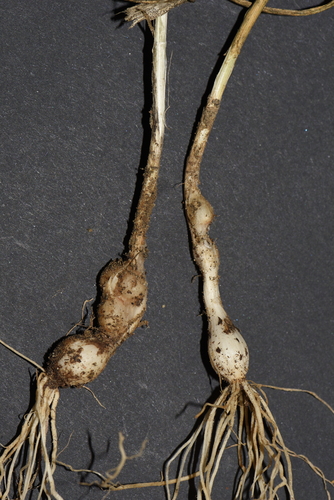 Round-headed Leek