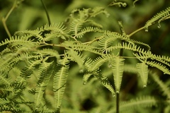 Gleichenella pectinata