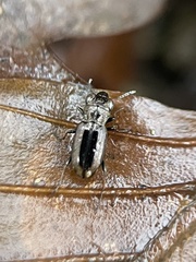 Notiophilus biguttatus