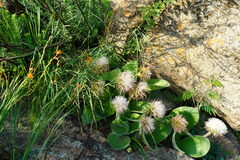 Haemanthus humilis hirsutus