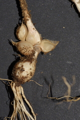 Allium sphaerocephalon arvense