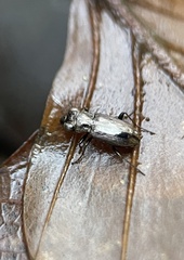 Notiophilus biguttatus