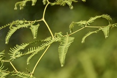 Gleichenella pectinata