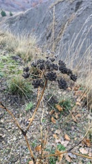 Astrodaucus littoralis