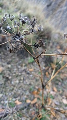 Astrodaucus littoralis