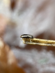 Notiophilus biguttatus